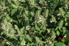 Lepidagathis cuspidata